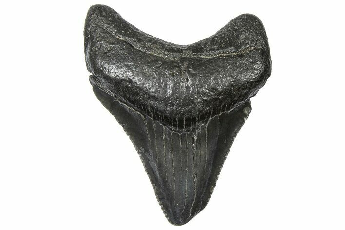 Serrated, Juvenile Megalodon Tooth - South Carolina #360928